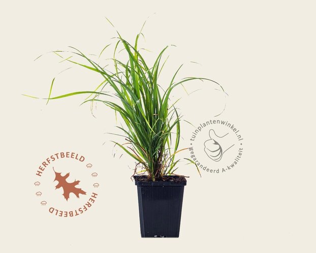 Calamagrostis brachytricha