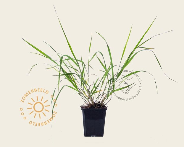 Eragrostis spectabilis