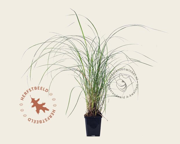 Miscanthus sinensis 'Adagio'