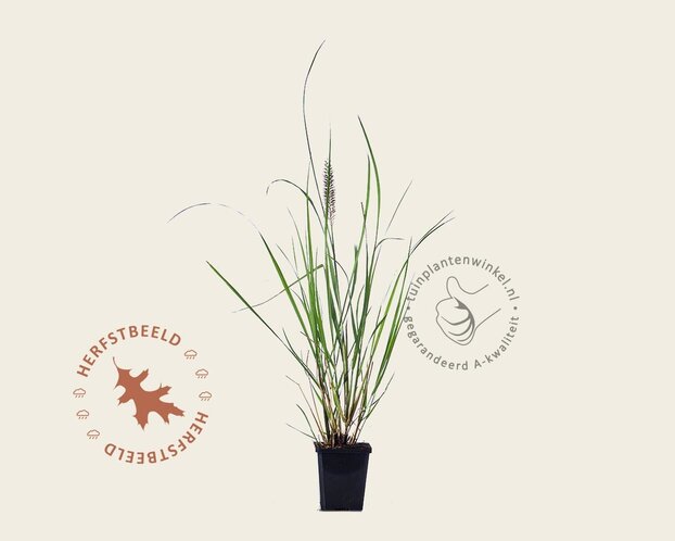 Pennisetum alopecuroides 'Red Head'