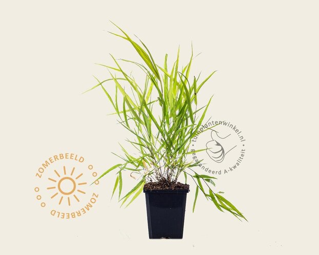 Hakonechloa macra 'Allgold'