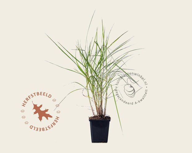 Pennisetum orientale