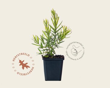 Asclepias tuberosa