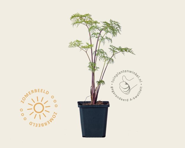 Selinum wallichianum