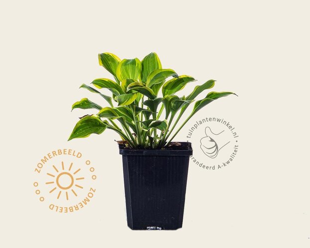 Hosta 'Golden Tiara'