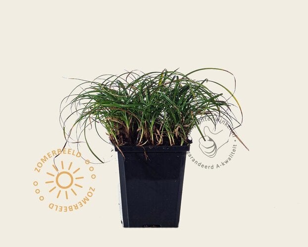 Carex caryophyllea 'The Beatles'