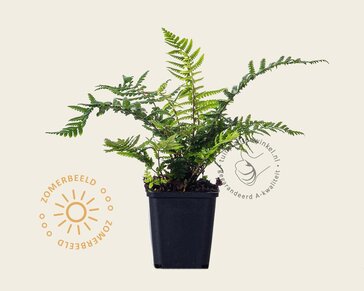 Dryopteris affinis