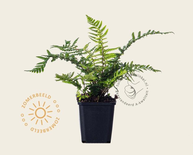 Dryopteris affinis