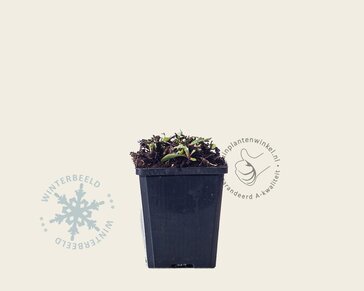 Anaphalis triplinervis