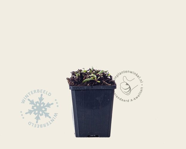 Anaphalis triplinervis