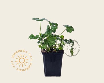 Malva sylvestris 'Primley Blue'