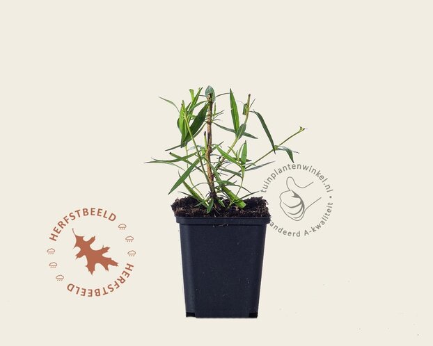 Penstemon 'Andenken an Friedrich Hahn'