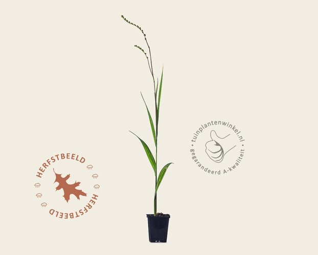 Crocosmia 'Emily McKenzie'