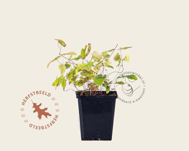 Epimedium youngianum 'Roseum'