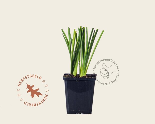 Hemerocallis lilioasphodelus (flava)