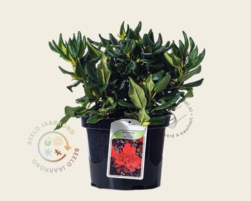 Rhododendron 'Baden-Baden'