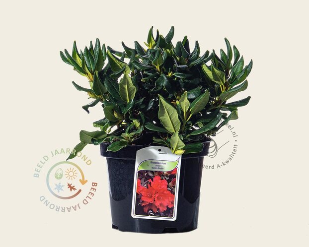 Rhododendron 'Baden-Baden'