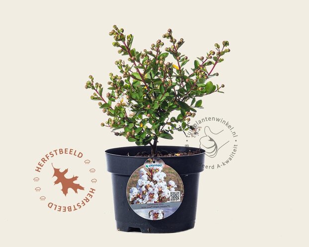 Lagerstroemia indica 'Milabla' (With Love Virgin)