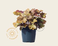 Heuchera 'Carnival Fall Festival'