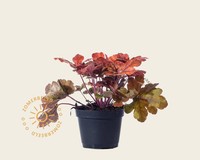 Heucherella 'Sweet Tea'