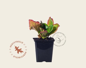 Bergenia 'Bressingham Ruby'