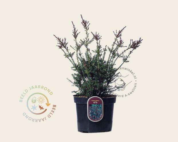 Podocarpus lawrencii 'Red Tip'
