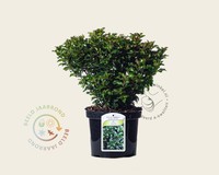 Ilex x meserveae 'Little Rascal'