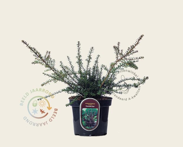 Podocarpus alpinus 'Chocolate Box