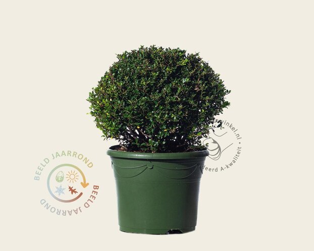 Ilex crenata 'Glory Gem' - bolvorm