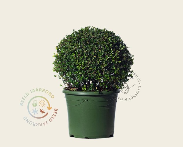 Ilex crenata 'Glory Gem' - bolvorm