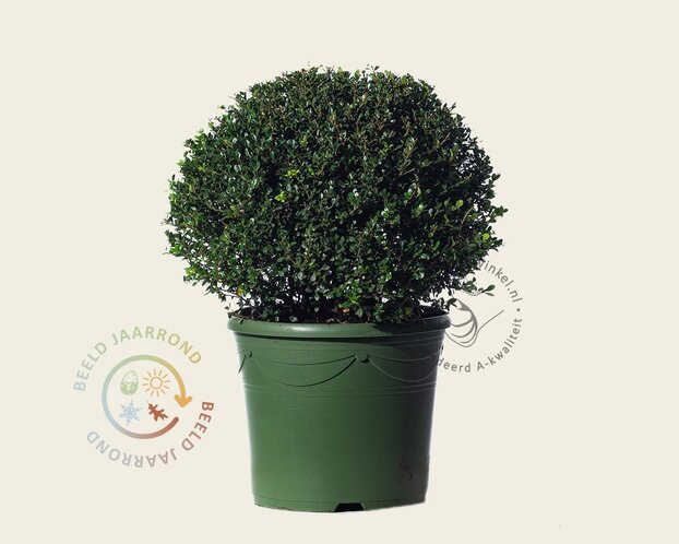 Ilex crenata 'Glory Gem' - bolvorm