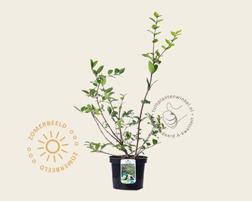 Lonicera fragrantissima image
