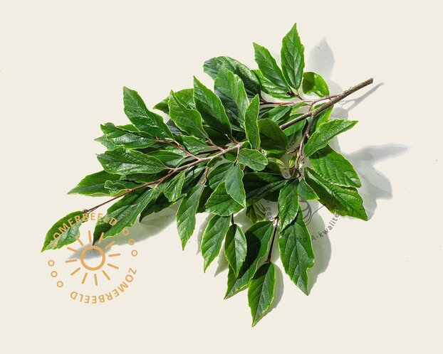 Sycoparrotia semidecidua - beveerd