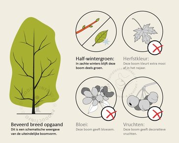 Sycoparrotia semidecidua - beveerd