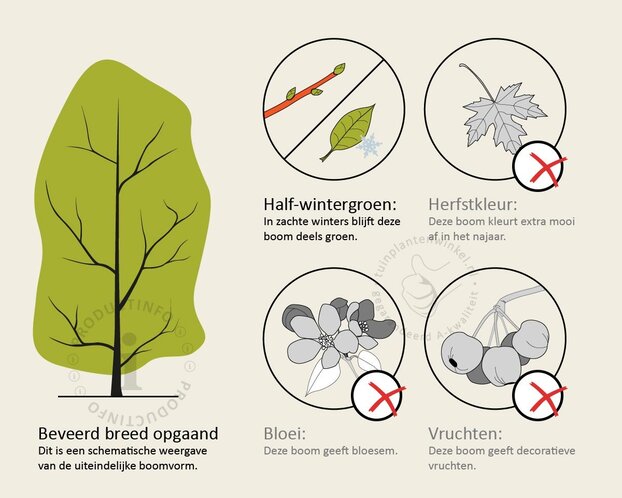 Sycoparrotia semidecidua - beveerd