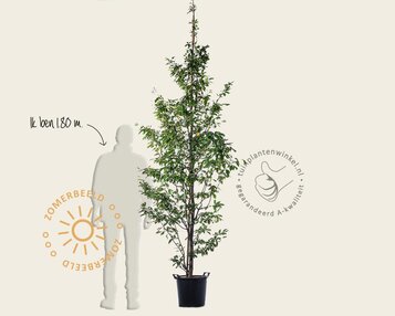 Sycoparrotia semidecidua - beveerd image