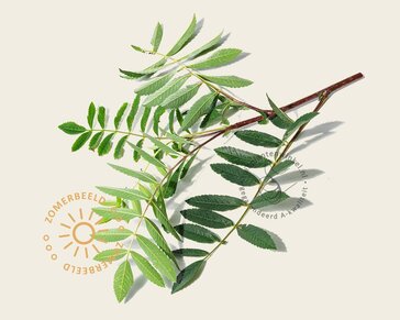 Sorbus aucuparia var edulis - hoogstam