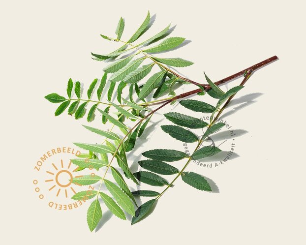 Sorbus aucuparia var edulis - hoogstam