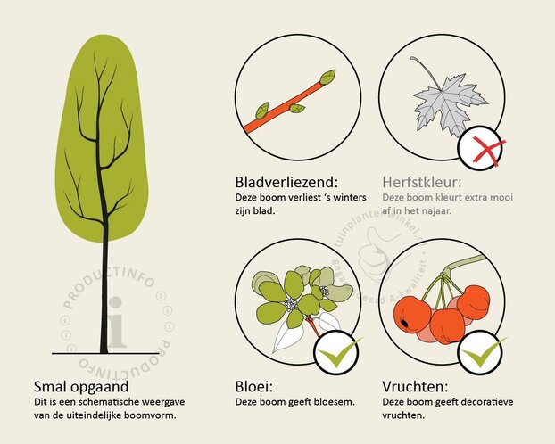 Sorbus aucuparia var edulis - hoogstam