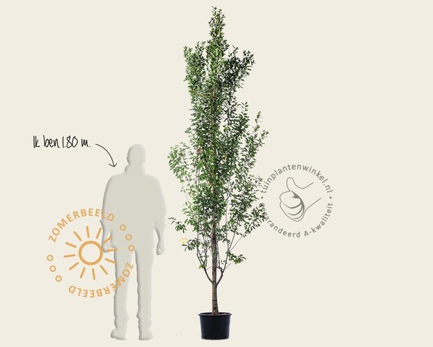 Amelanchier canadensis 'Rainbow Pillar' - beveerd
