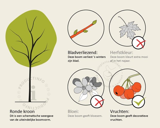 Juglans regia 'Plovdivski' - hoogstam