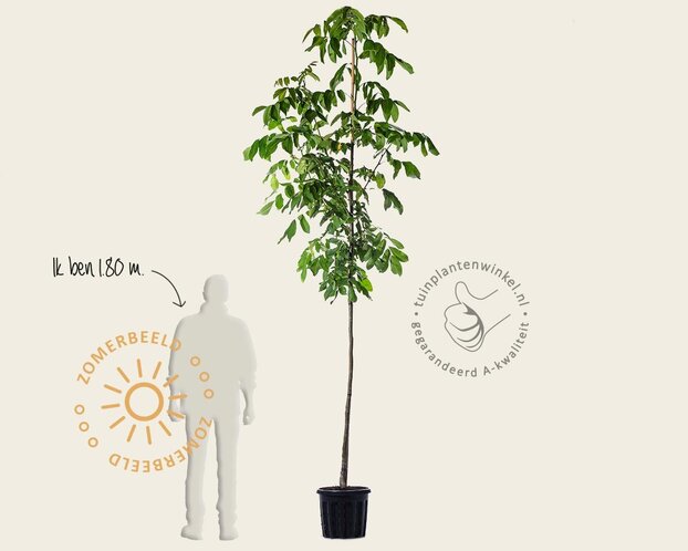 Juglans regia 'Plovdivski' - hoogstam