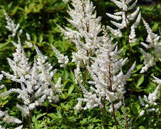 Astilbe japonica 'Deutschland'