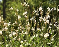 Gaura lindheimeri 'Whirling Butterflies'