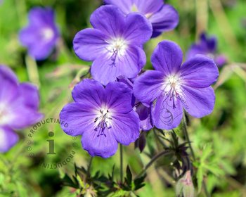 Geranium 'Johnson's Blue'