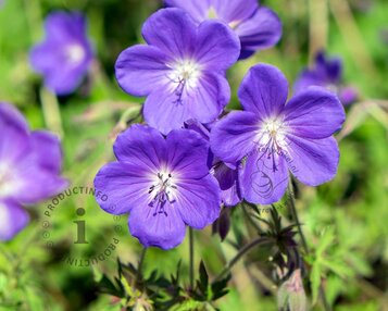 Geranium 'Johnson's Blue' image