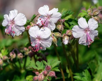 Geranium cantabrigiense 'Biokovo'