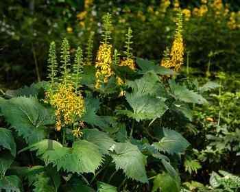 Ligularia stenocephala 'The Rocket'