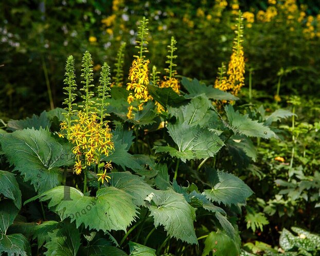 Ligularia stenocephala 'The Rocket'