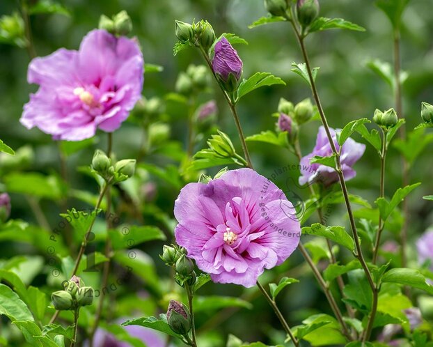 Hibiscus syriacus 'Lavender Chiffon'